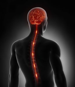 Do you want to perform optimally every day? You do not need better exercise or food you need an optimal spine. Find out why and how.