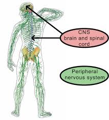 Nervous system and the spine